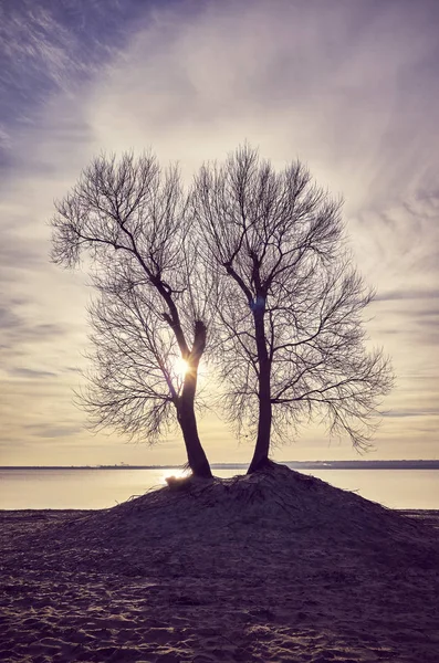 Twin trees silhouettes on a river bank at sunset. — Stock Photo, Image