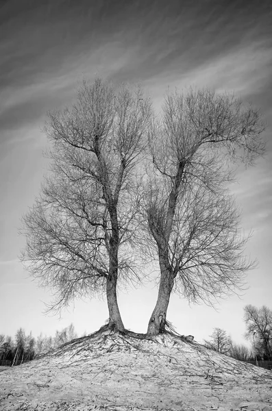 Black and white picture of leafless twin trees — Stock Photo, Image