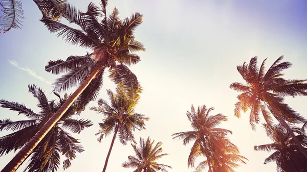 Cocos palm bomen silhouetten op zonsondergang, vakantie concept. — Stockfoto