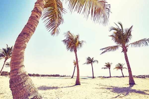 Imagen vintage tonificada de cocoteros en una playa . —  Fotos de Stock