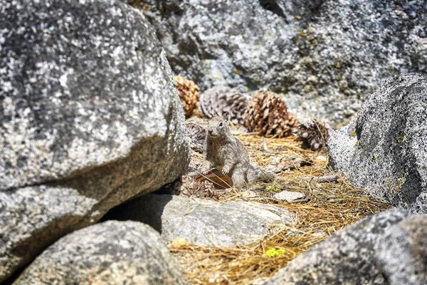 Ardilla sostiene una envoltura dejada por un turista . — Foto de Stock