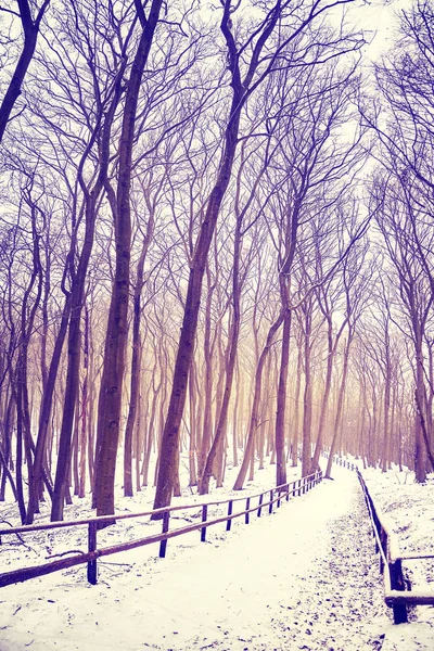 Paisagem florestal de inverno com caminho coberto de neve — Fotografia de Stock