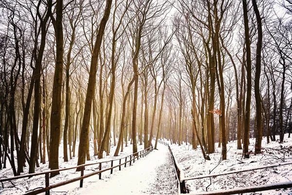 Zimní lesní krajina s sníh pokryl stezku — Stock fotografie