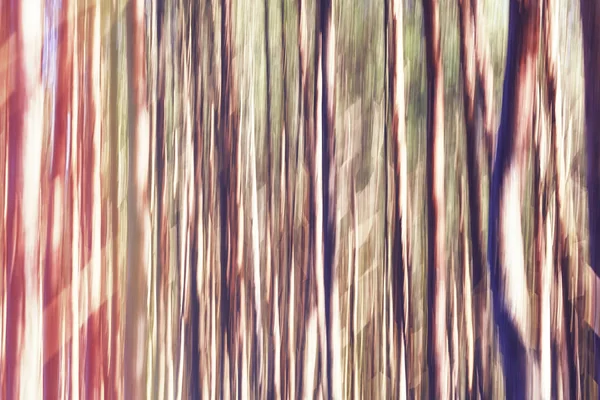 Motion alberi sfocati, sfondo astratto o carta da parati — Foto Stock