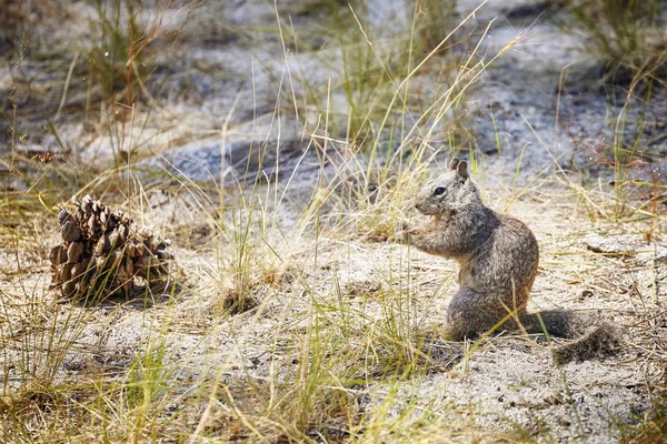 Ekorre i Yosemite nationalpark, Usa. — Stockfoto