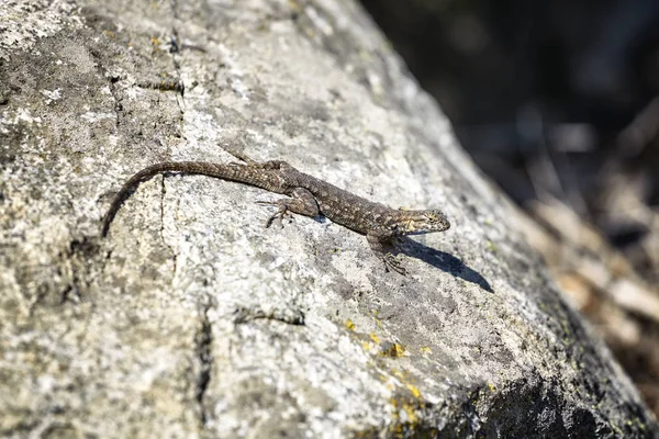 Nyugati kerítés lizard egy sziklán. — Stock Fotó