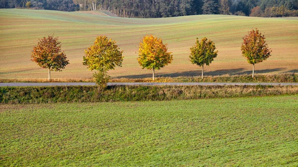 Row of five trees along a country road in Autumn — Stock Photo, Image