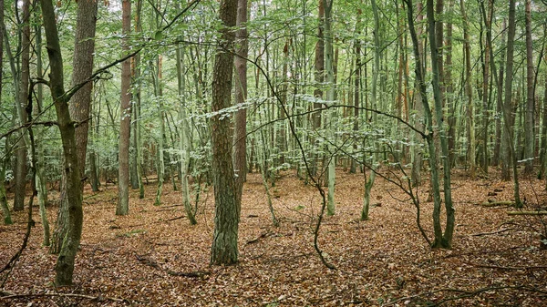 Obrázek lesa na podzim — Stock fotografie