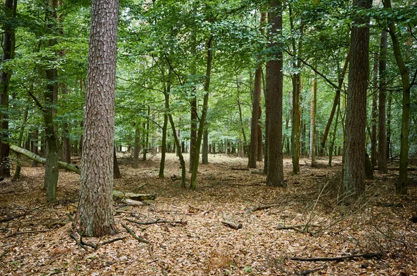 Image d'une forêt en automne — Photo