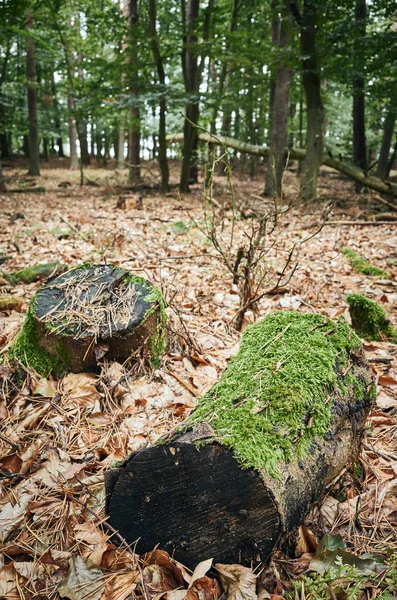 Řezané pahýly pokryté mechem v podzimním lese — Stock fotografie
