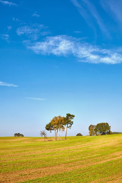 Paysage automnal avec arbres sur un champ — Photo