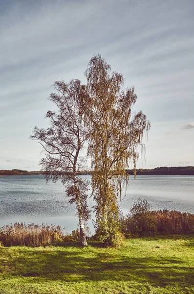 Dwie brzozy na jesieni. — Zdjęcie stockowe