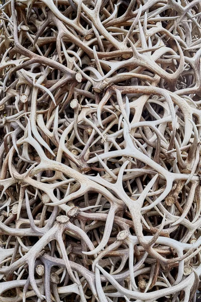 Pile of antlers, surreal conceptual background — Stock Photo, Image