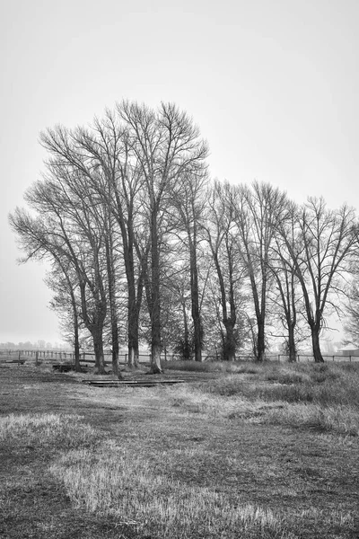 Czarno-biały obraz krajobrazu wiejskiego w mglisty dzień. — Zdjęcie stockowe