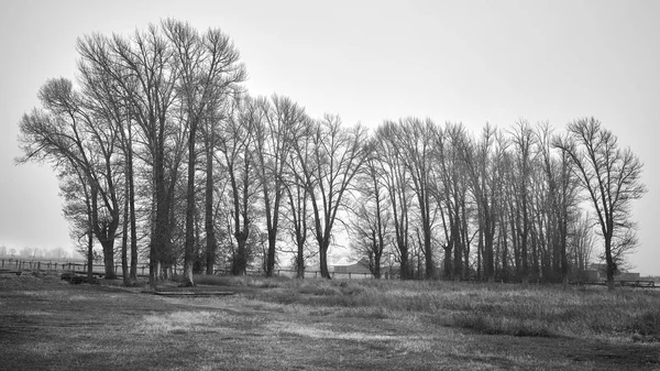 霧の多い日の田園風景の白黒写真. — ストック写真