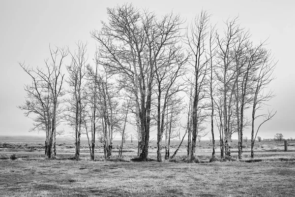 Czarno-biały obraz krajobrazu wiejskiego w mglisty dzień. — Zdjęcie stockowe