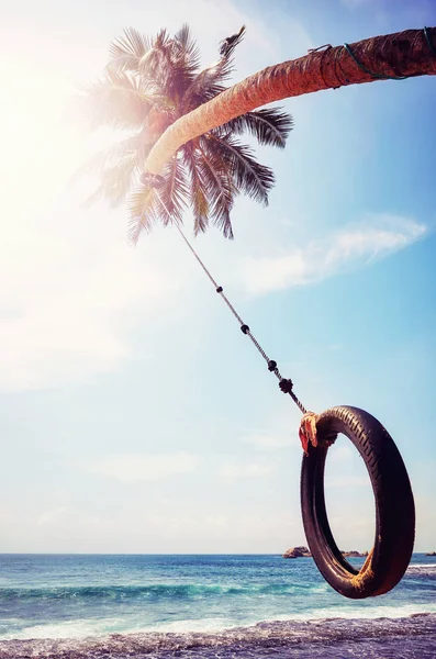 Palmera con neumático oscilación contra el sol . — Foto de Stock