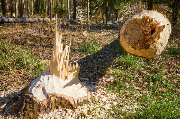 Imagen Cerca Árbol Cortado Por Castor Con Marcas Dientes Visibles —  Fotos de Stock