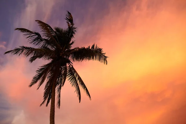 Σιλουέτα Φοινικόδεντρου Καρύδας Στο Πολύχρωμο Ηλιοβασίλεμα — Φωτογραφία Αρχείου