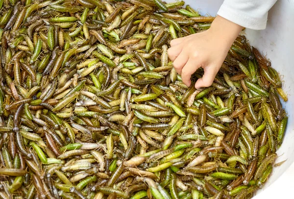 Mano Que Alcanza Para Los Insectos Comestibles Frescos Mercado Local —  Fotos de Stock