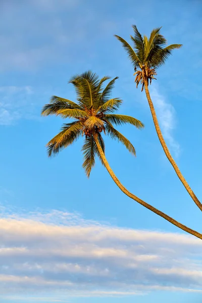 Pohon Kelapa Terhadap Langit Biru Saat Matahari Terbit — Stok Foto