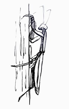 Mantis. Line drawing. Black and white vector Mantis. Line drawing. Black and white vector
