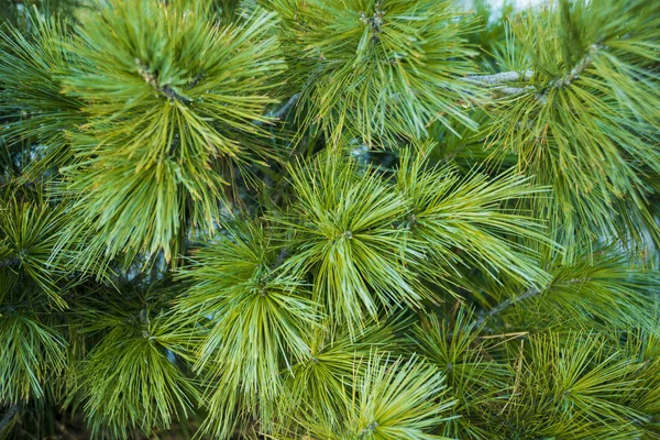 緑の針葉樹の枝 針で植物 — ストック写真