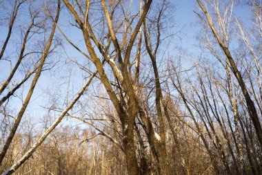 Mavi gökyüzüne karşı kış ormanı. Yapraksız ağaçlar. Doğa, bitki örtüsü.