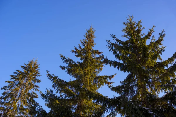 Grönt Första Med Koner Mot Den Blå Himlen Natur Växtlighet — Stockfoto