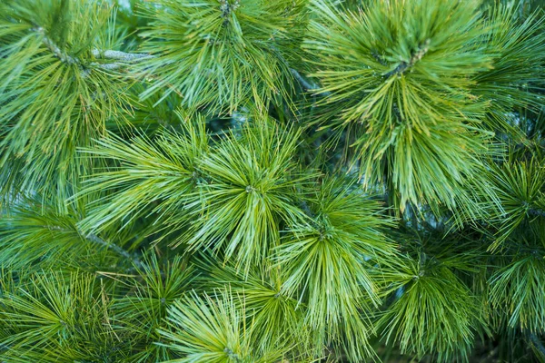 Takken Van Een Groene Naaldboom Plant Met Naalden — Stockfoto