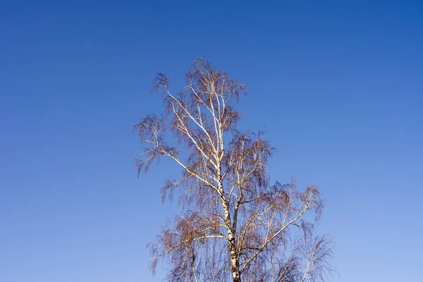 Birch Tree Blue Cloudless Sky Winter Season — Stockfoto