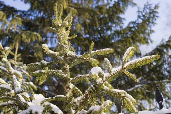 Fir Branches Blue Sky Winter Season — Stockfoto