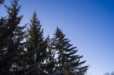 Mavi gökyüzüne karşı yeşil köknar ağaçları. Doğa.