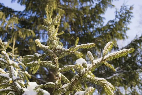 Fir Branches Blue Sky Winter Season — Stockfoto