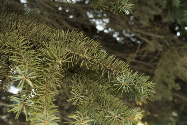 Barrträdsgrenar Vegetation Träd — Stockfoto