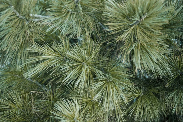 Ramas Árbol Verde Coníferas —  Fotos de Stock