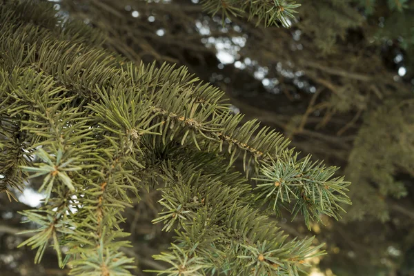 Naaldhout Sparren Stekelige Takken Vegetatie Bomen — Stockfoto