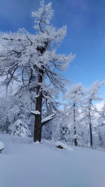 Зимовий Засніжений Ліс Природа Пейзаж — стокове фото