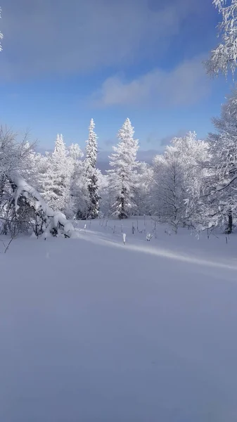 Forêt Enneigée Hiver Nature Arbres — Photo