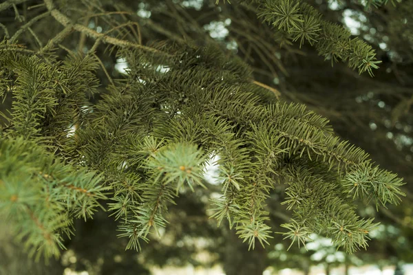 Ветви Ели Хвойное Дерево Лес Растительность — стоковое фото