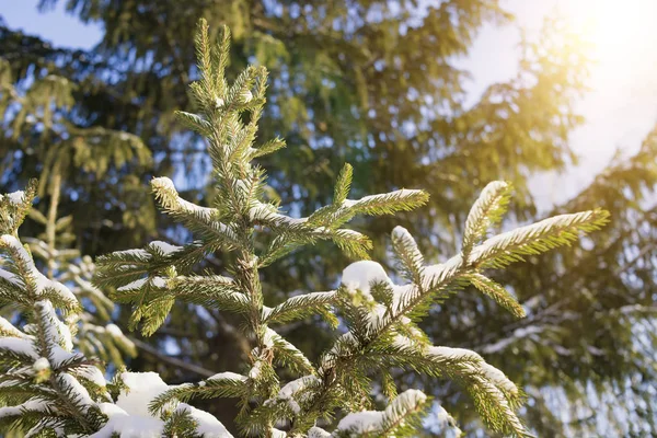 Gran Gren Bakgrund Blå Himmel Solens Strålar Vintersäsong Natur — Stockfoto