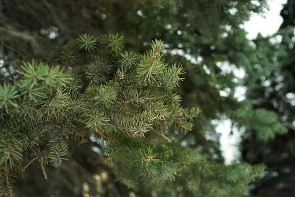 Egy Tűlevelű Ágai Lucfenyő Erdő — Stock Fotó