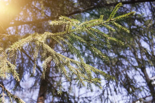 Een Aftakking Van Een Naaldboom Het Bos Park Vegetatie — Stockfoto