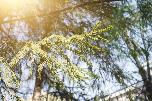 Хвойные Ветви Иглами Парк Уличная Растительность — стоковое фото