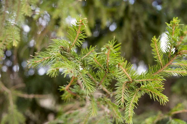 Branche Épinette Dans Forêt Arbre Conifères Végétation — Photo