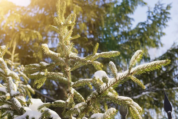 Filialer Ett Granträd Mot Den Blå Himlen Barrvegetation Natur — Stockfoto