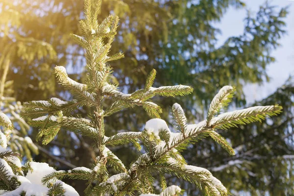 Gran Grenar Sig Mot Den Blå Himlen Barrvegetation Vintersäsong — Stockfoto