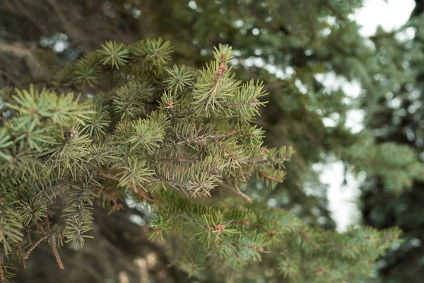 Groene Takken Van Een Naaldboom Sparren Bosvegetatie — Stockfoto