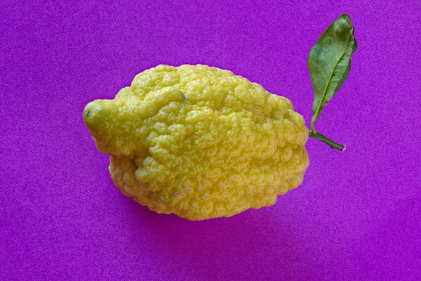 Citron di atas kertas ungu — Stok Foto