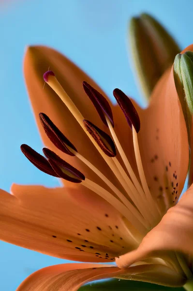 Orange Lilly Asiatic Hybrid Close — Stock Photo, Image